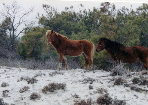 Wild Horses