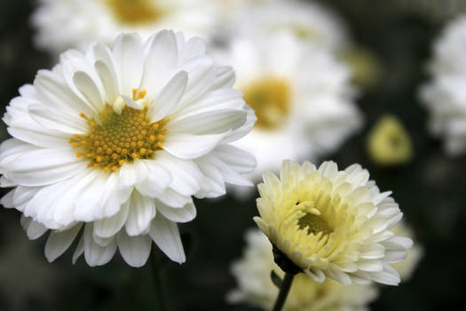 White flowers