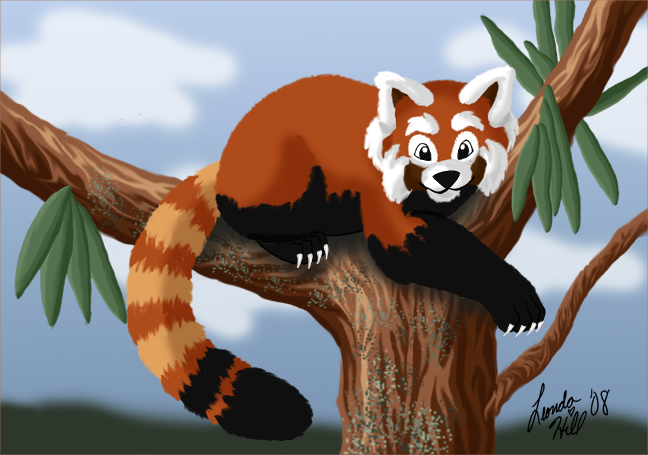 Red Panda by sailorharmony2000 on DeviantArt