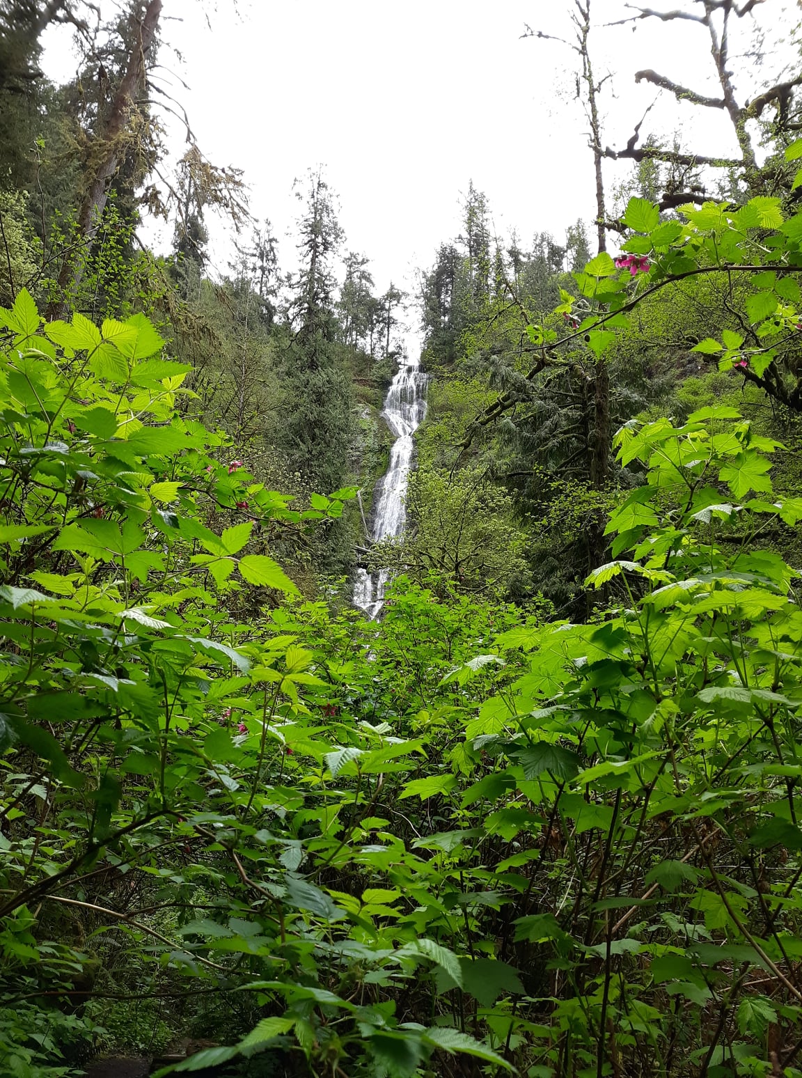 Munson Creek Falls