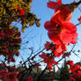 red flowers