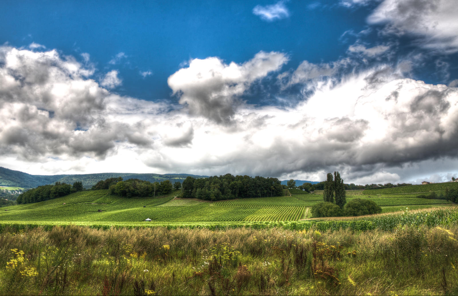 Vine Landscape