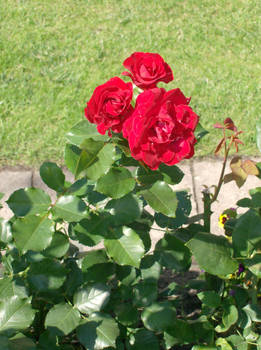 three red roses