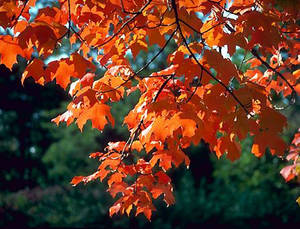 Maple Tree