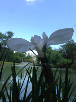 White Flower