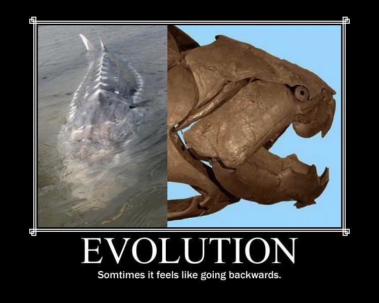 Ancient Evolution Deviantart Evolution by Arrancaropenaccount on DeviantArt
