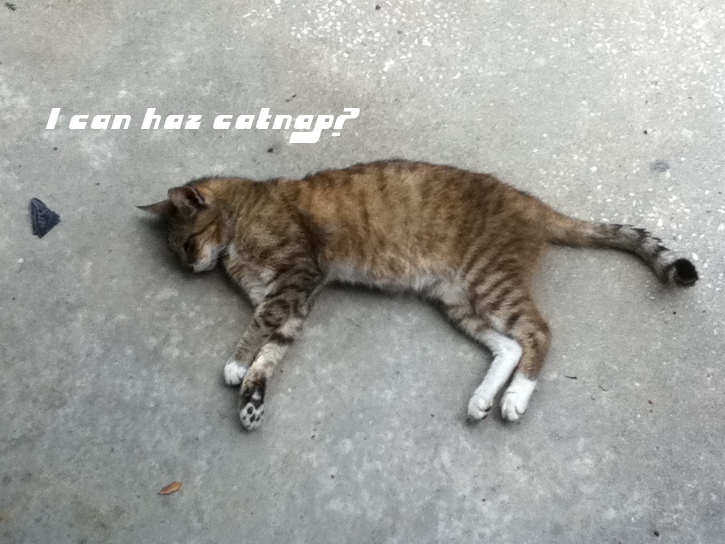 Lolcat 2