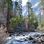 Water and Trees