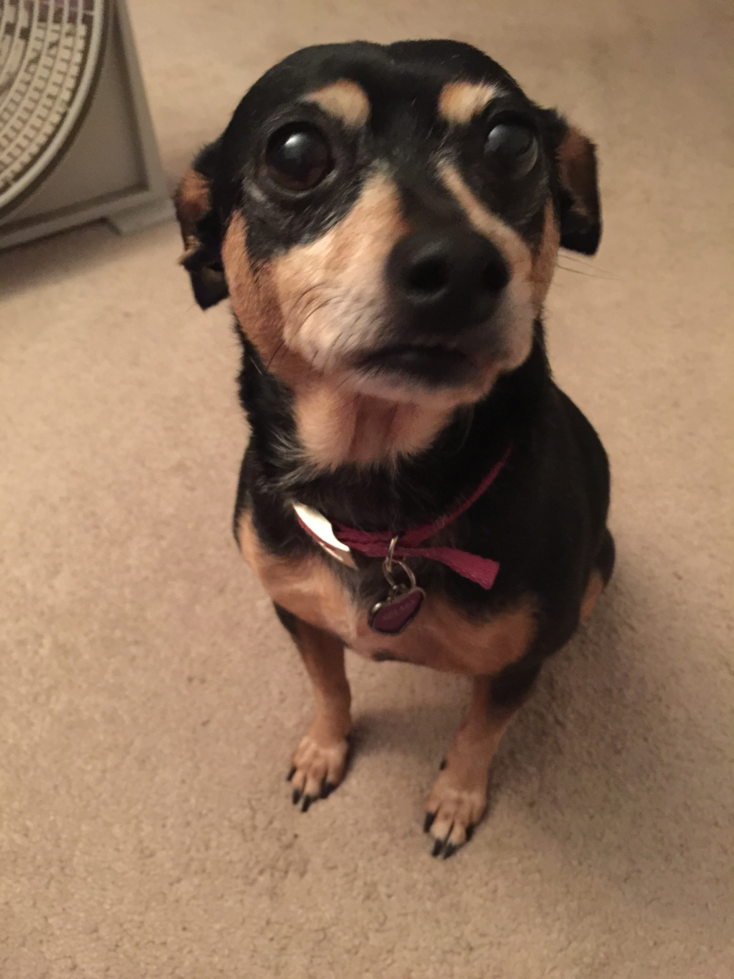 Half mini hot sale pinscher half chihuahua