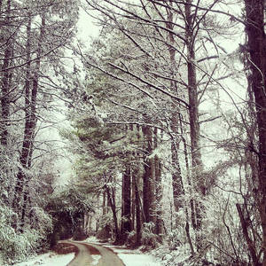 Snowy dirt road