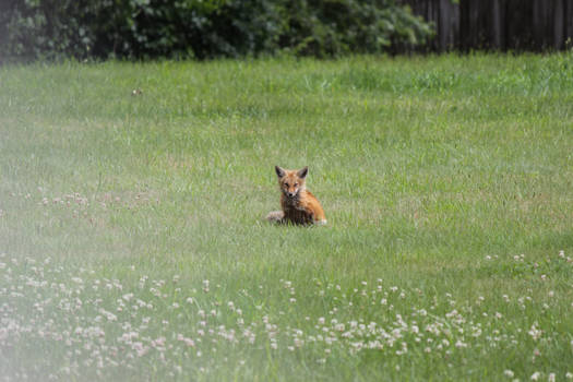 Patient Fox