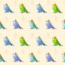 Budgies!