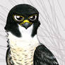 Austinperegrine