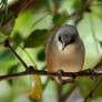 Mauritius Grey White-eye