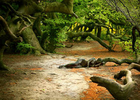 curly trees