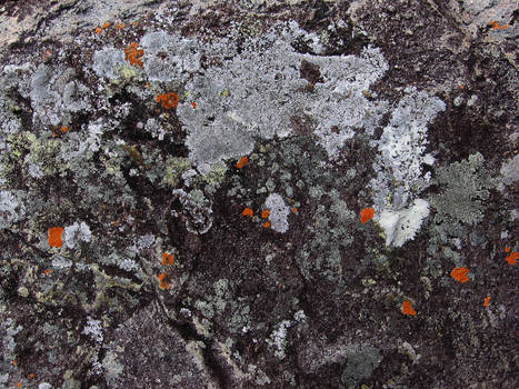 lichen on rock