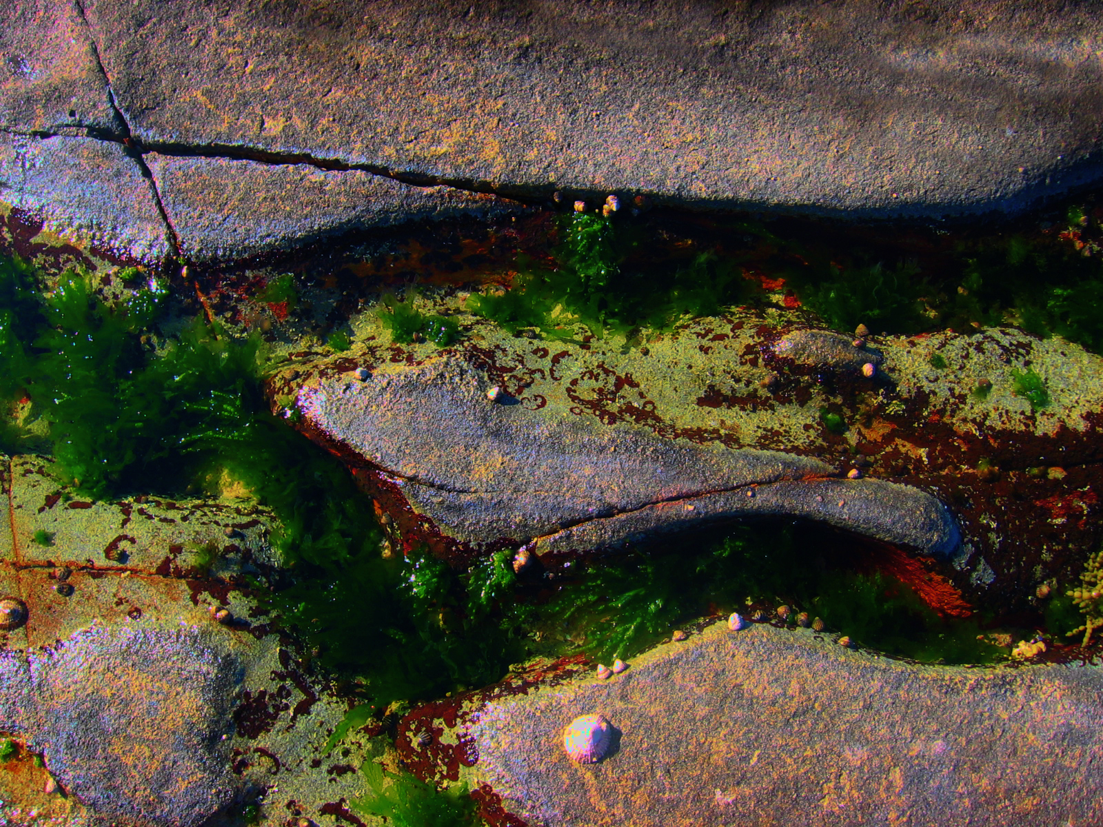 rockpool 06