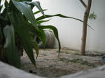 green by Insan-Stock
