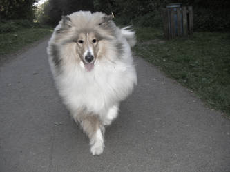 Rough Collie - Millie