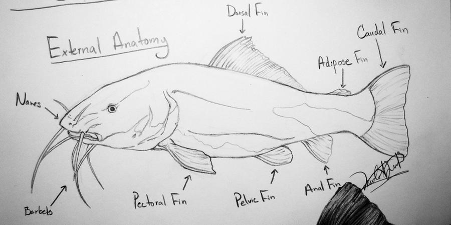 Catfish Anatomy Study by DelightsJD on DeviantArt