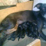 My dog and her puppies