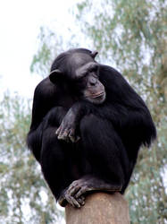 Chimp