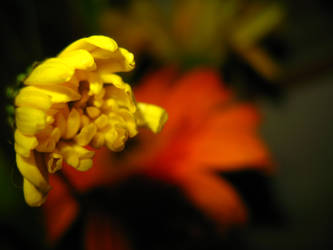 Yellow Flower