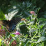 Butterfly and thistle
