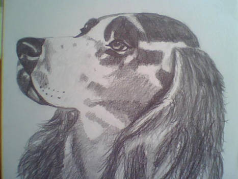 Dibujo 9- cocker spaniel 1