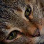 Kitty portrait - F3 Savannah