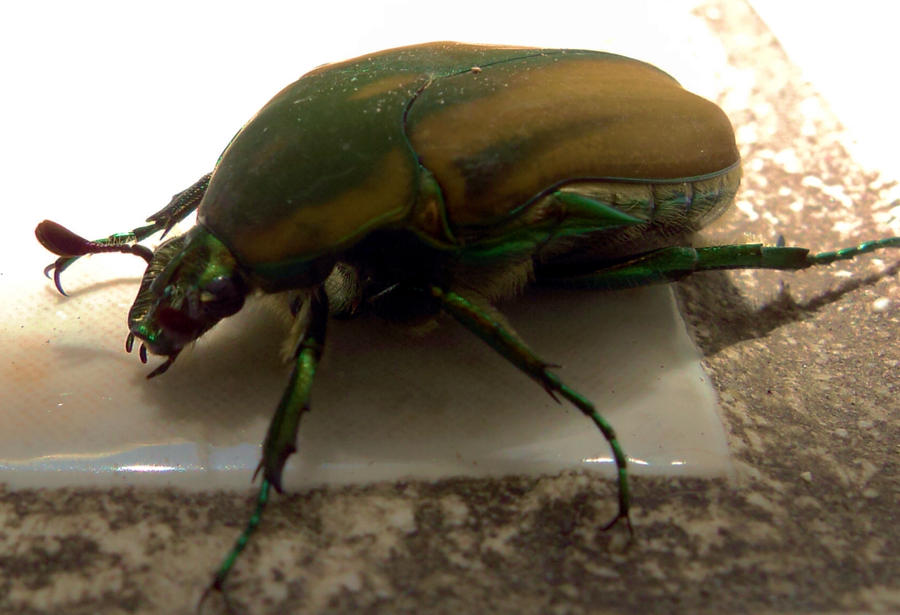 Mayate by Alexxxhunt on DeviantArt