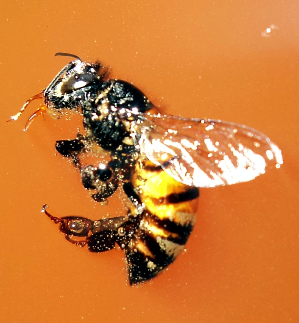 Abeja