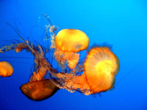 jellyfish