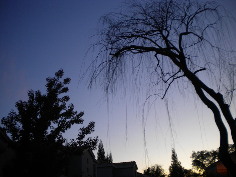 drooping tree. by industry-productions on DeviantArt