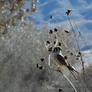 American Kestrel