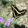 Butterfly  Giant Swallowtail