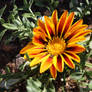 Gazania