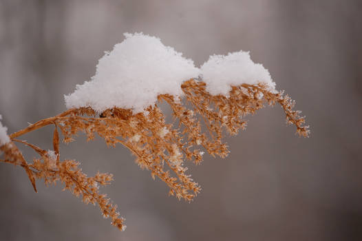 Piggyback Snow