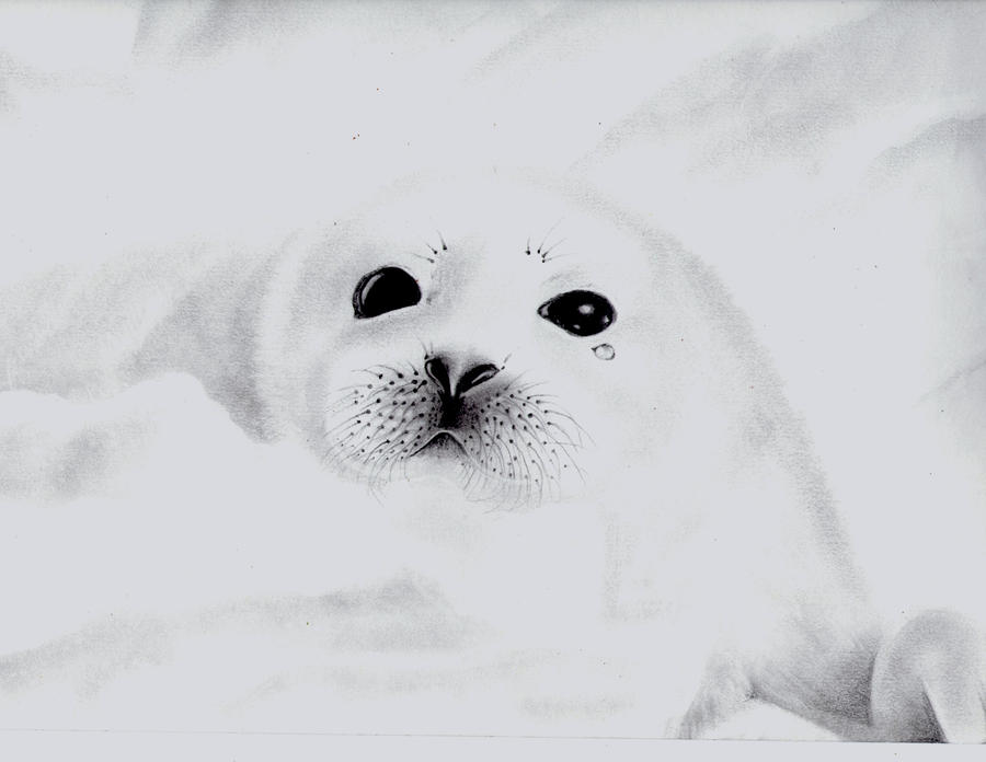 My Drawing Of A Baby Seal By Kittycat727 On DeviantArt my-drawing-of-a-baby-seal-by-kittycat727-on-deviantart
