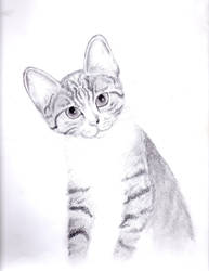 my drawing of a cat.