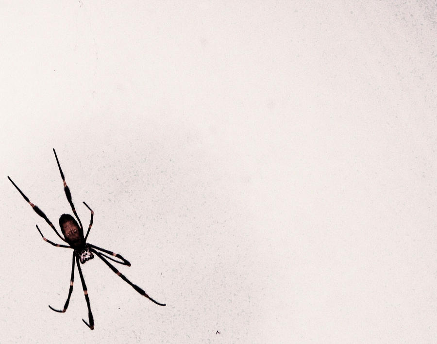 Spider Insect Deviantart Spider. by CobraDemon on DeviantArt