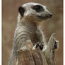 Meerkat 2