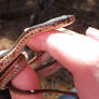 Garter Snake