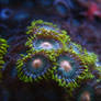 Garden of Polyps