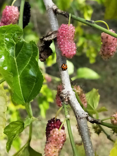 Little Lady At The Bottom Of The Garden