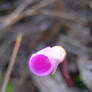 Oxalis, a pretty, lonely flower.