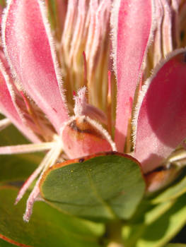 Protea of unknown noun, pink joy.