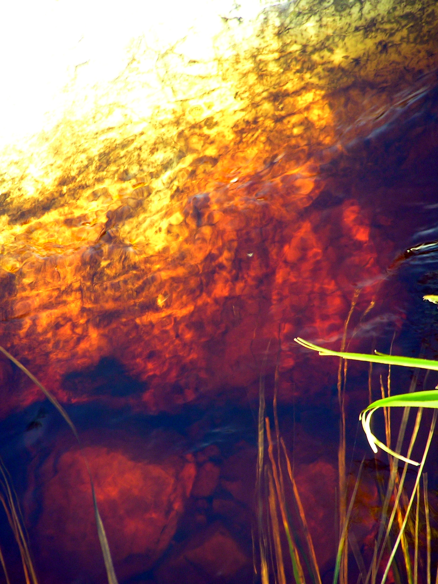 Dawidskraal river, tannin-stained waters.