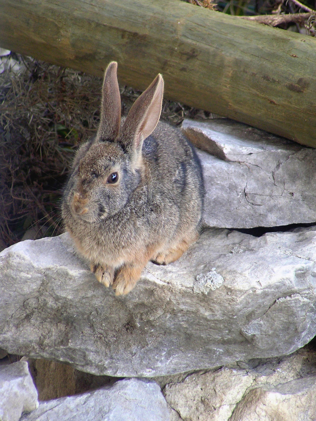 Red Rock Rabbit VIII