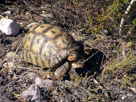 Tortoise Encounter